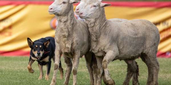 Tasmanian working sheepdog association australia kelpie